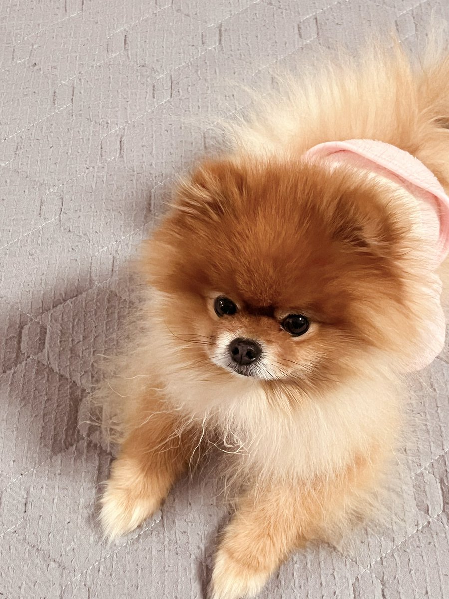 ✳️POME POME ぷりん✳️ (@690690moaa) / Posts / X