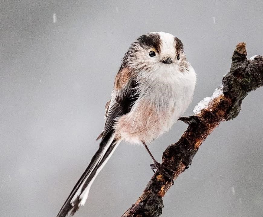 Planetefm's tweet image. Dans le journal de 18h, un week end national pour compter les oiseaux, choisissez le nom d’une scène au Main Square, des réunions de la maison de l'habitat durable et l’agenda sport.

#planetefm
@Planetefm
instagram.com/PlaneteFM