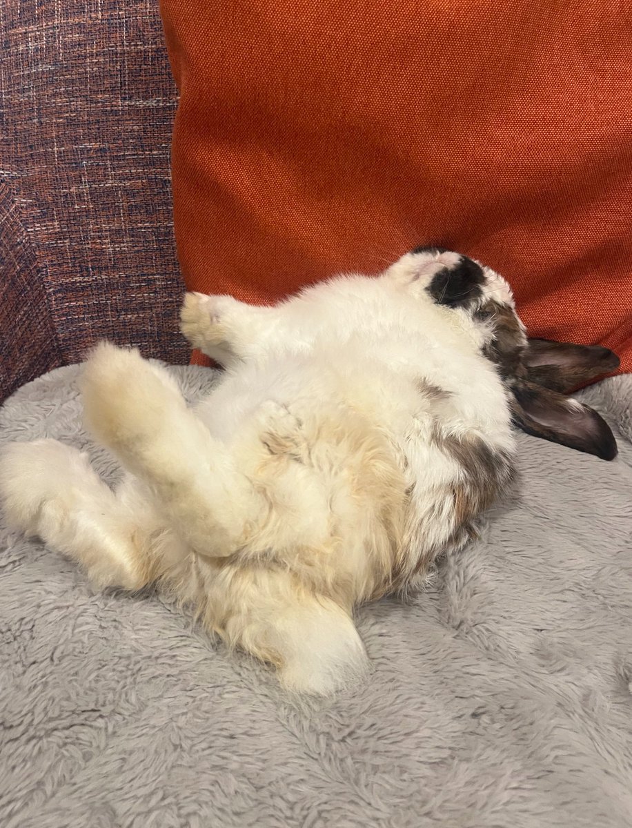 omochi_and_milk's tweet image. もちもち溶けてる