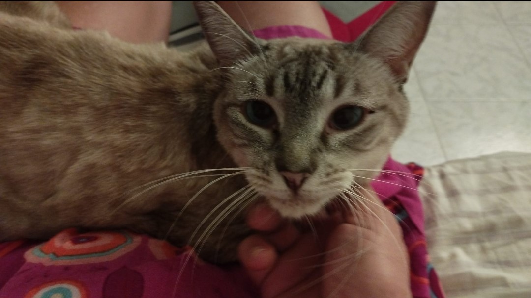 #AYUDA
🔴🐈Esta gatita, PERLA, se perdió por la zona de La Pau-Sant Martí de #Barcelona el pasado 28.10.25.

Por favor, si la veis o tenéis alguna información, poneros en contacto con el teléfono que aparece en la imagen.

¡Y COMPARTE!🙏