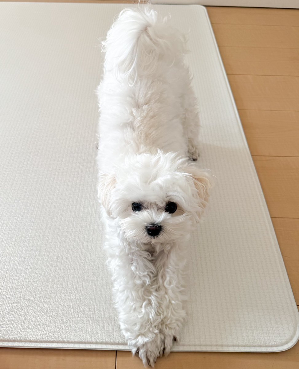 天使のイッヌ🐻‍❄️🪽 (@pure_white_puku) / Posts / X