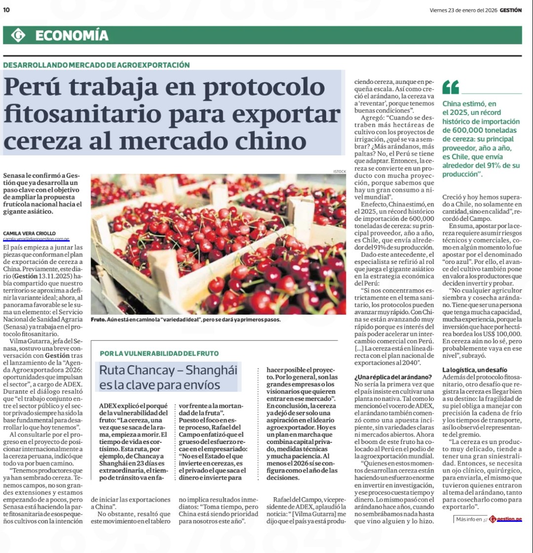 Senasa trabaja en los protocolos sanitarios para la exportación de cereza al mercado chino, y es que ese país es prioridad. Tal cual pasó con el arándano, viene ocurriendo con las cerezas.
En el 25', China importó 600,000 Tm, con Chile como su principal proveedor.
Hoy en Gestión
