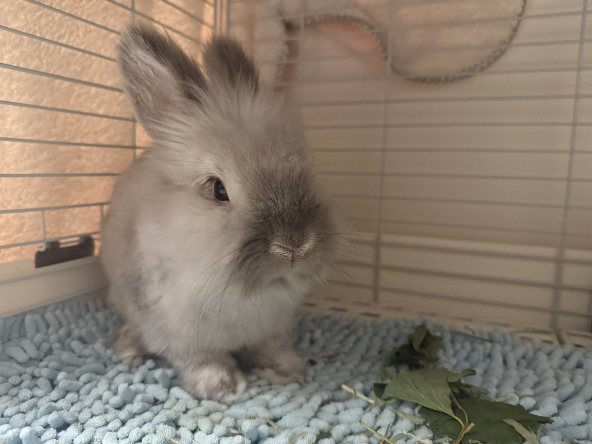 れおん🐰 tweet media