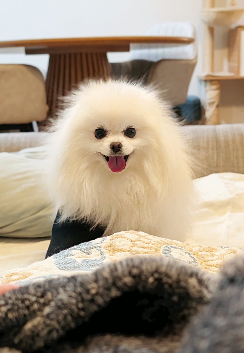 おこめ屋 (@chimaki0328) / Posts / X