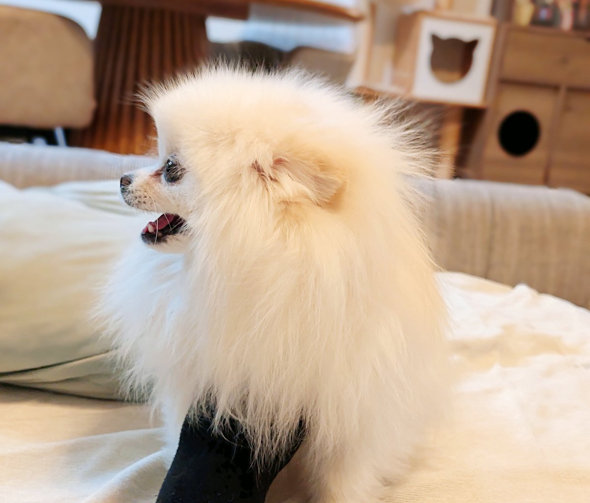 おこめ屋 (@chimaki0328) / Posts / X