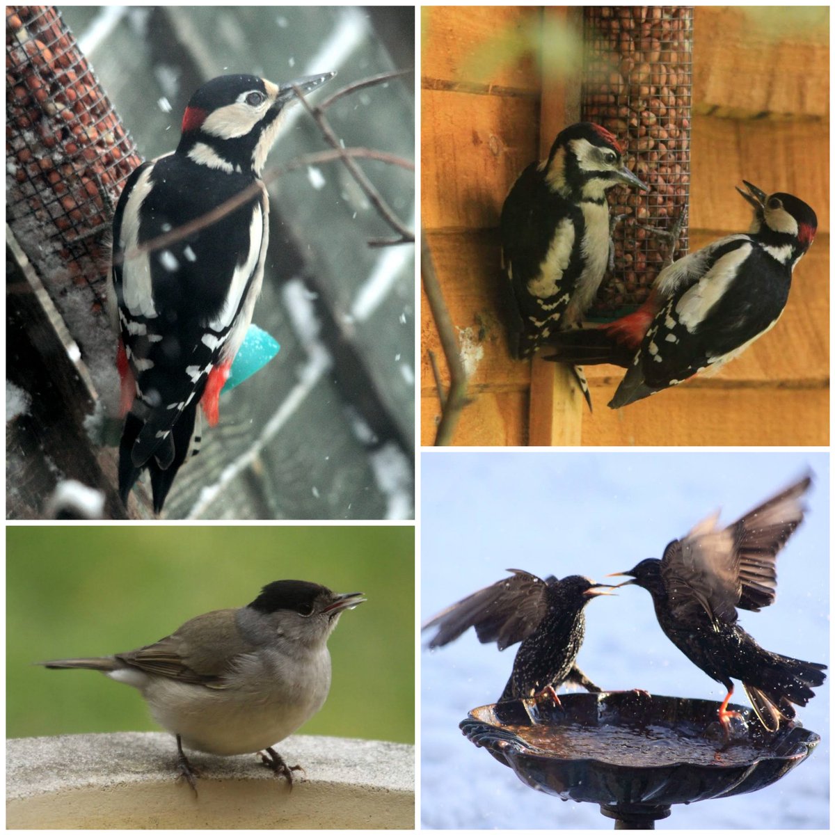 Conservation Volunteers St Mellons & Trowbridge tweet media