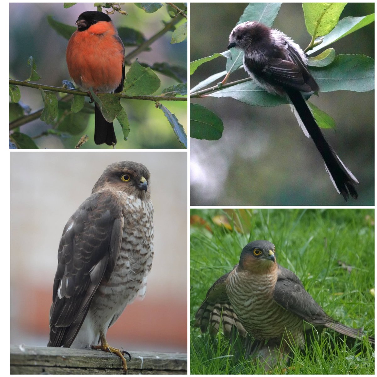 Conservation Volunteers St Mellons & Trowbridge tweet media