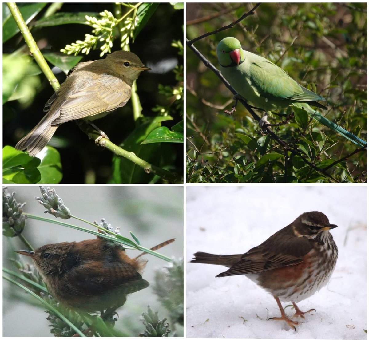 Conservation Volunteers St Mellons & Trowbridge tweet media
