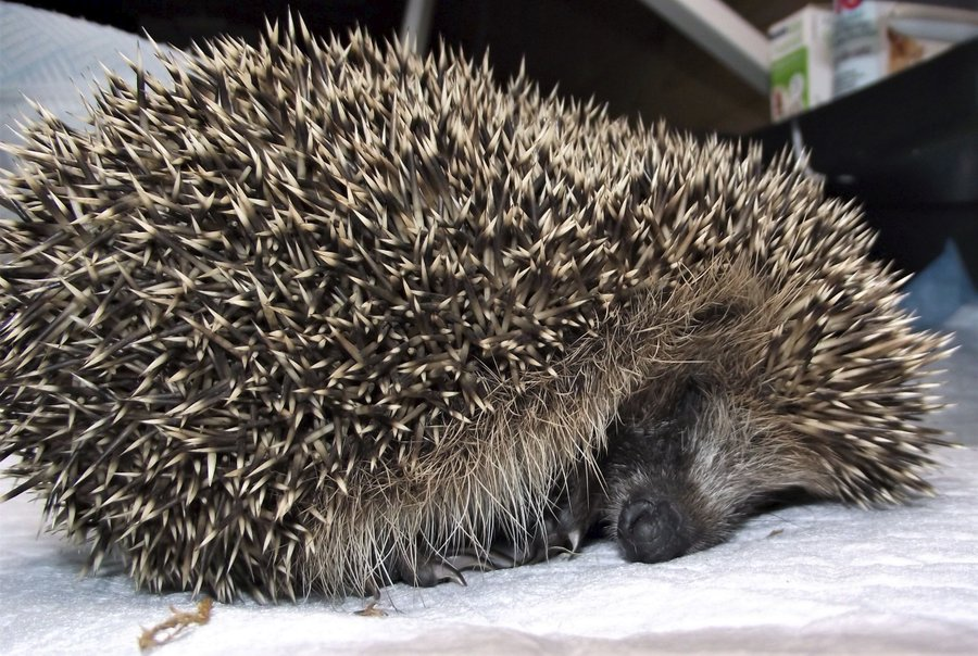 Hedgehog Cabin tweet media