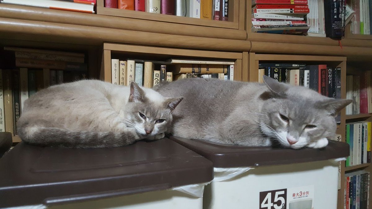 親子です
左がお母さん
右が息子
息子が3倍ぐらいデカい