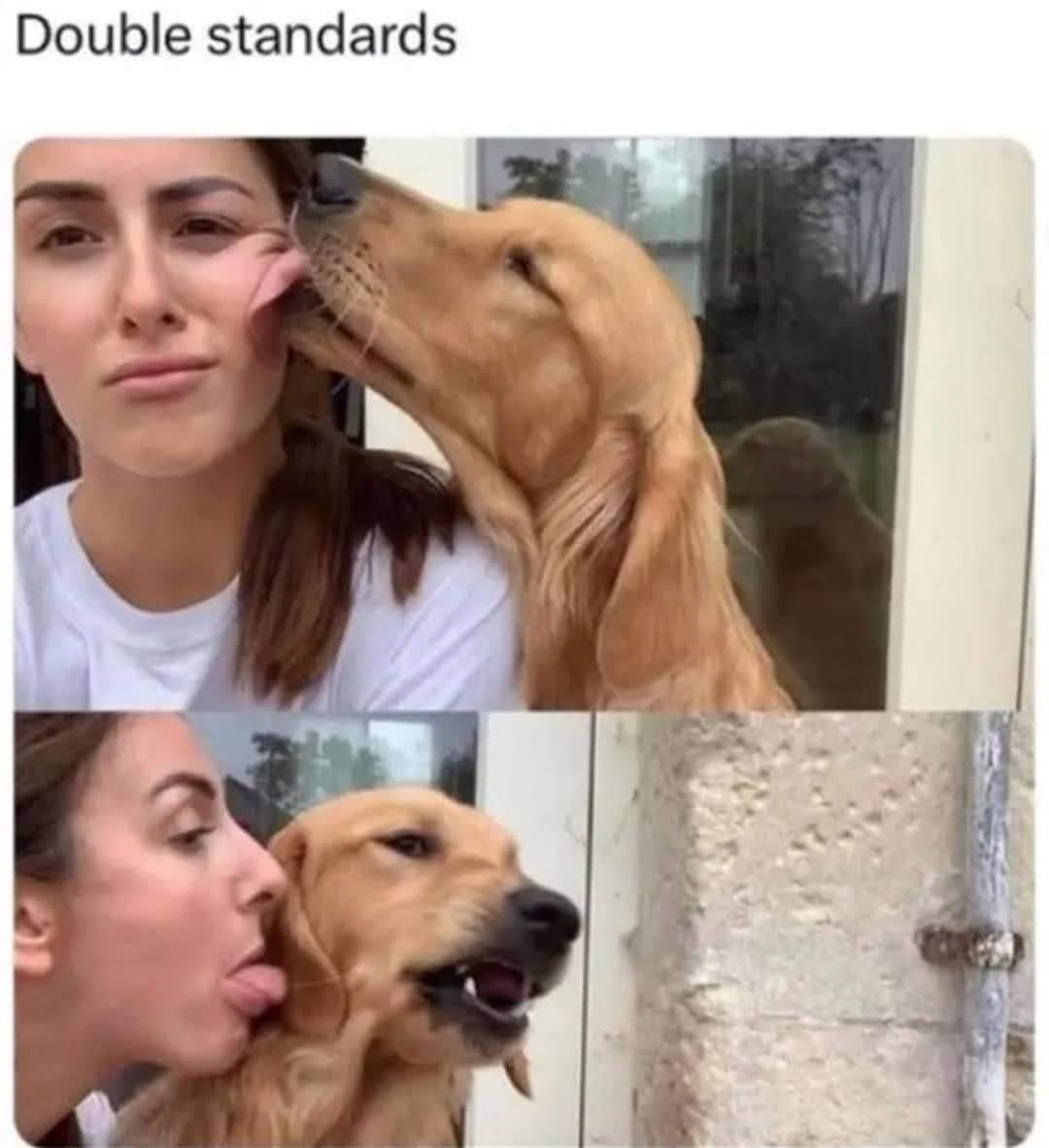 Heckin Good Dogs tweet media