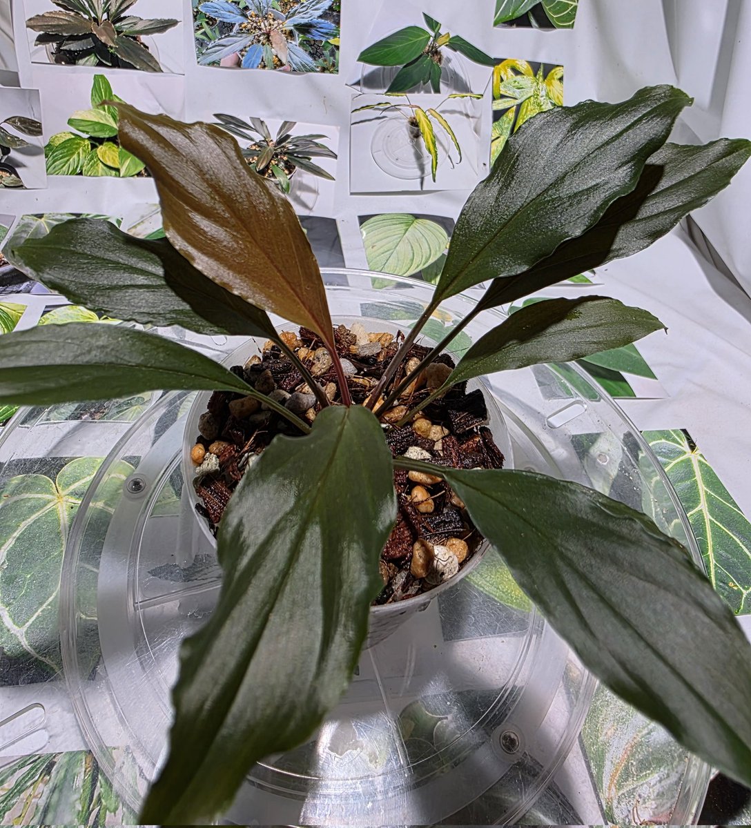 1/23 Homalomena sp. Kalimantan Barat うん！良い！良い！ でかくなれ