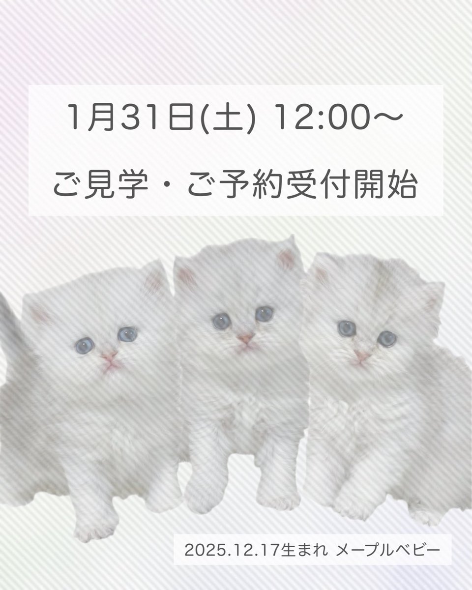 Pelcecat's tweet photo. メープルベビーたちのご家族様の募集を【 1月31日(土)12:00～ 】より受付開始いたします❣️

お問い合わせ順に対応させていただき、ご見学の枠を確保していきたいと思っております😌(オンライン見学も大歓迎です📱)

お問い合わせは、DMまたはホームページよりお願いいたします💁‍♀️ https://t.co/hpmUB90V7O