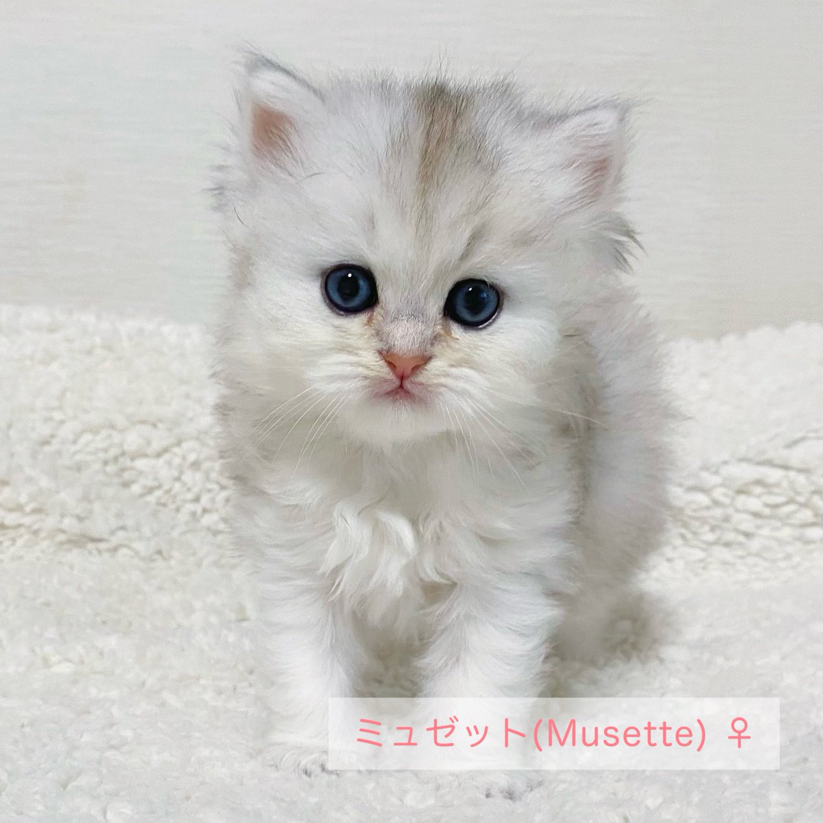 Pelcecat's tweet photo. メープルベビーたちのご家族様の募集を【 1月31日(土)12:00～ 】より受付開始いたします❣️

お問い合わせ順に対応させていただき、ご見学の枠を確保していきたいと思っております😌(オンライン見学も大歓迎です📱)

お問い合わせは、DMまたはホームページよりお願いいたします💁‍♀️ https://t.co/hpmUB90V7O