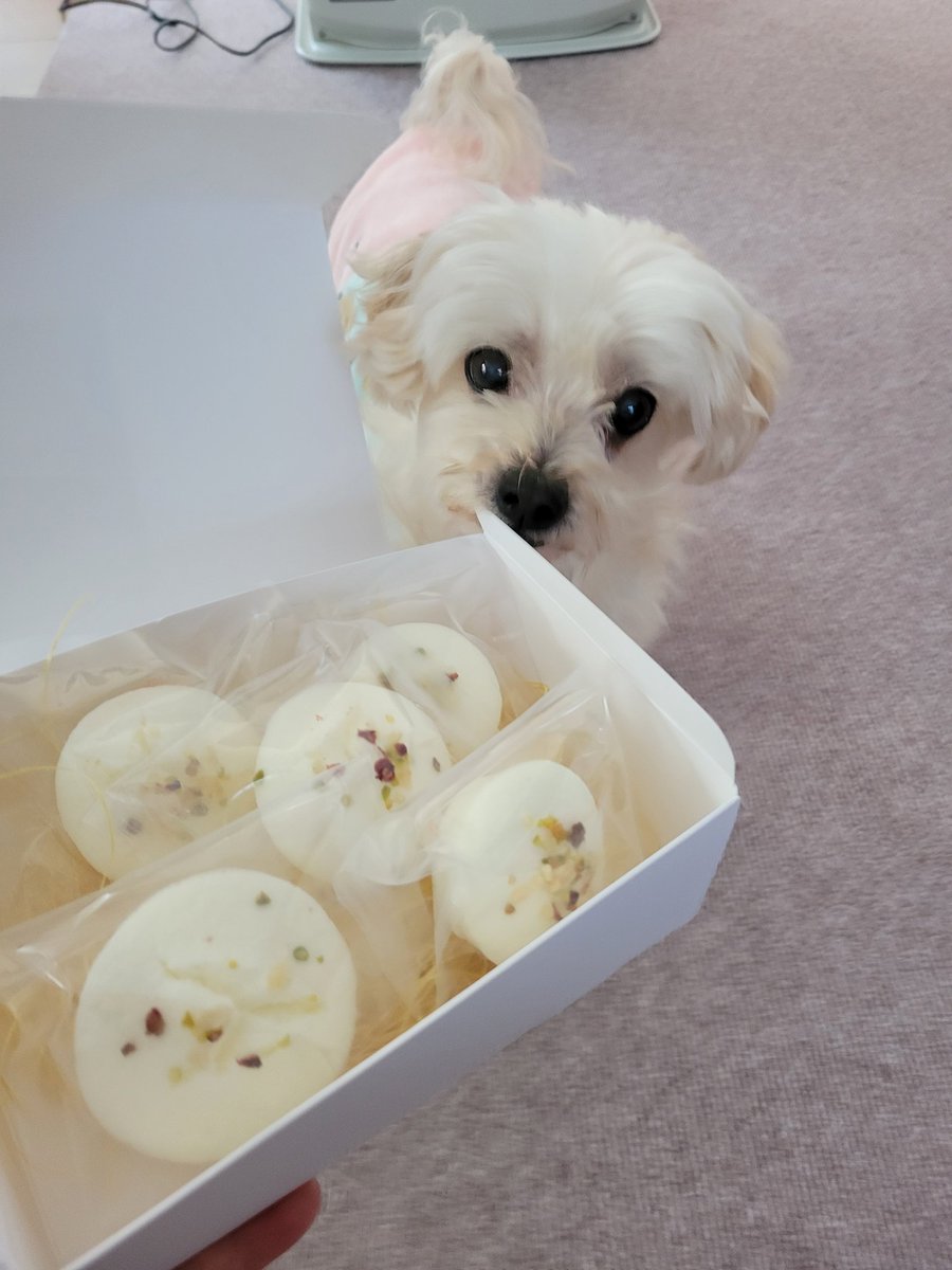 misumaron's tweet photo. テーブルに置いといたら
ひろしに食べられるような…
　帝塚山バームの
　ヨーグルトケーキ♥
　　
【僕の身体に優しいおやつ】と
　ソフィアママから
　　頂いたでち♥

元気で
ますます食欲旺盛でち♥
いちゅも
　ありがとうでち♥ https://t.co/jK6I077ZtY