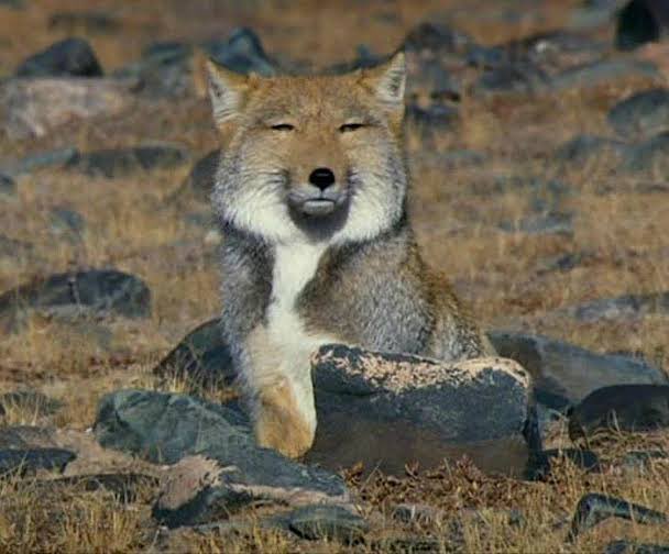 身近にこんな動物も居るよ。