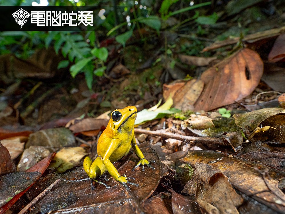 たろう (@exotic_VNCA0523) / Posts / X