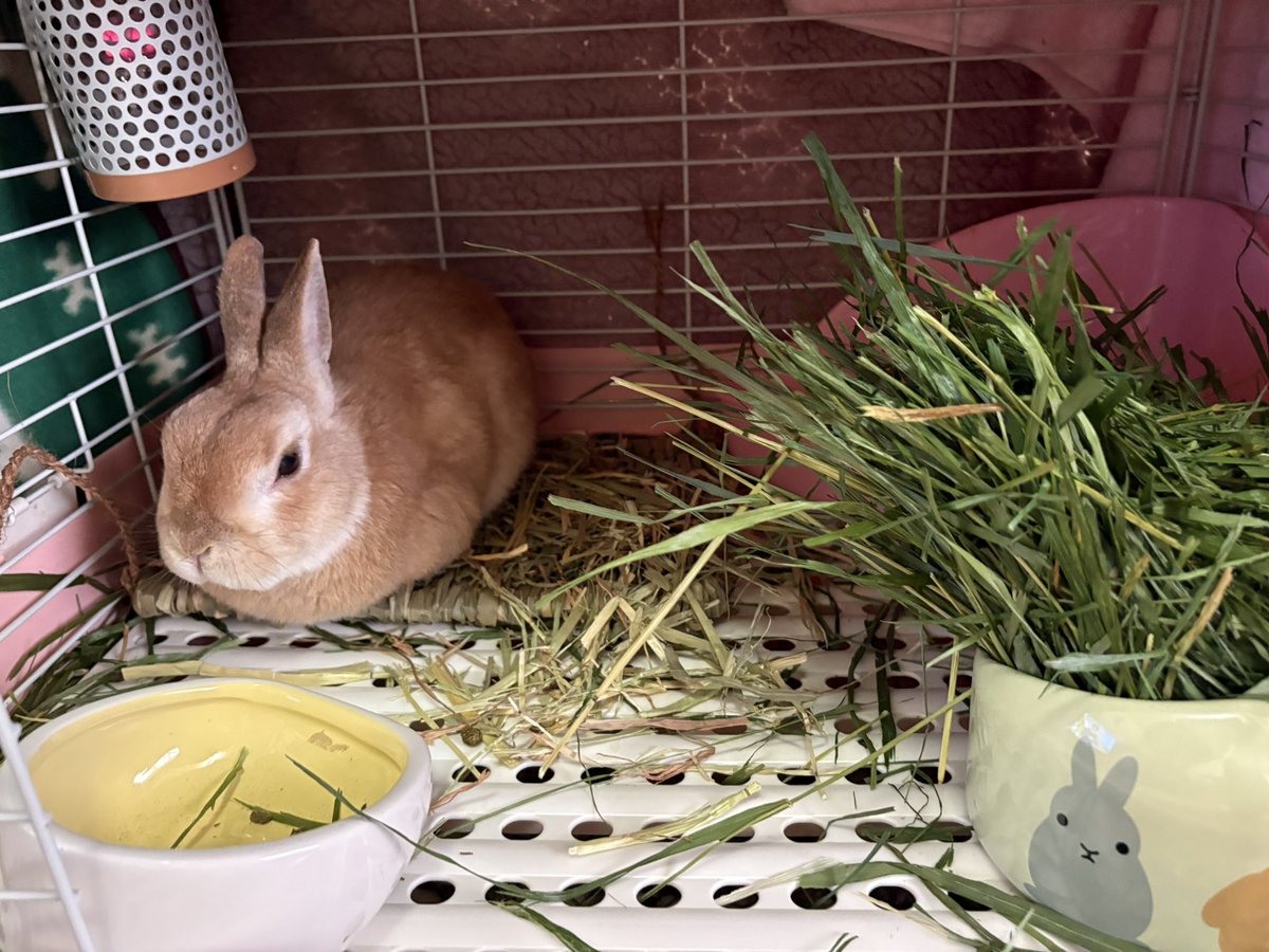 tonsan211's tweet image. ゆたぽんのLサイズ、ゆたぽんの通常サイズをケージの上に乗せて膝掛けで覆う＋ペットヒーターのかいあって、今日は夕方でも約20℃でした。
昨日は寒かったけど、今日は日がさして意外と暖かかった。