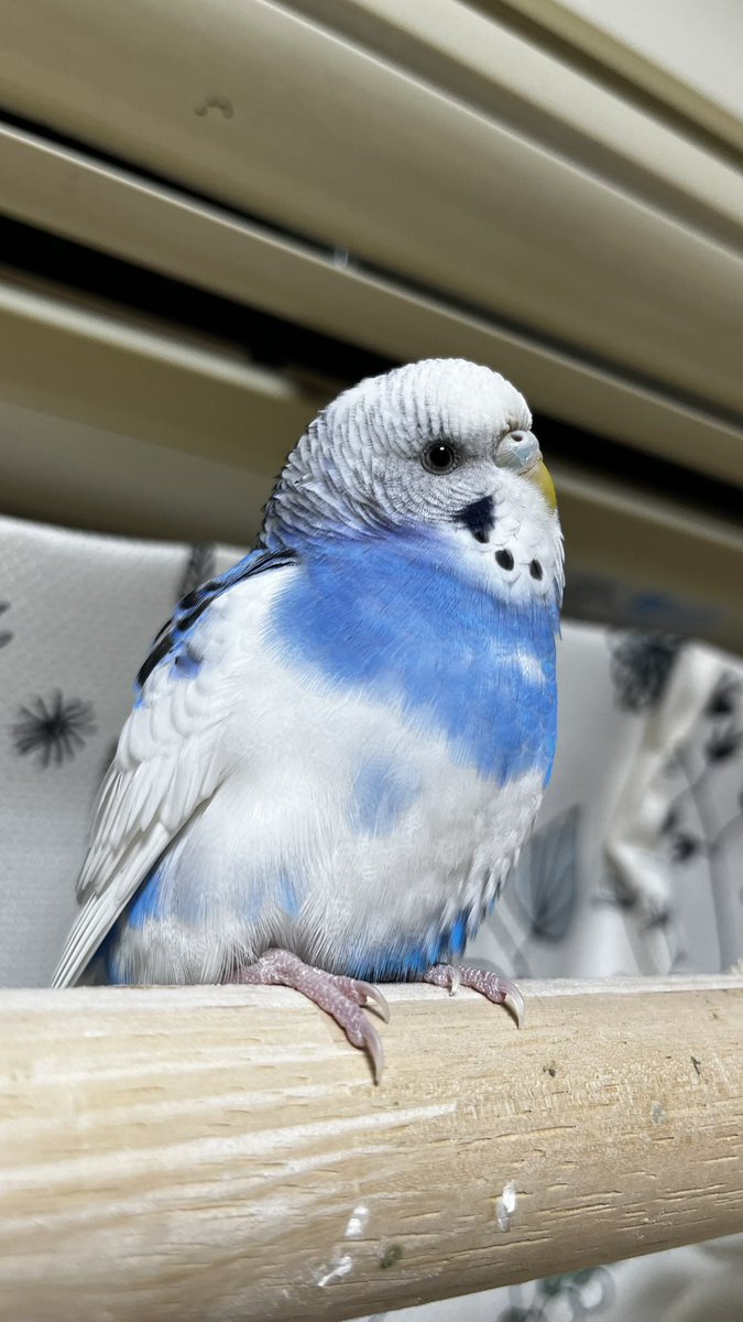 piloandpo's tweet photo. いつも凶暴なシーちゃんですが、
最近は何故か穏やかなのです☺️

 #セキセイインコ
 #鳥好きさんと繋がりたい https://t.co/qnAeD5neWU