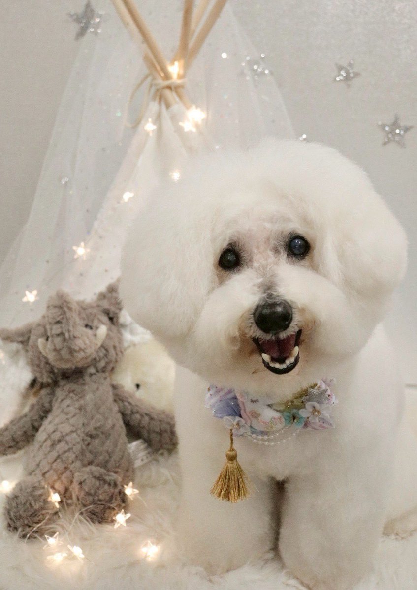 何十回も見てるのに毎回シャンプー後があまりにも別犬で可愛すぎる🫠🤍🫧