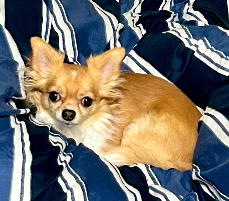 今日は友達のおうちのチワワくんをふわふわ肖像画にしてみました