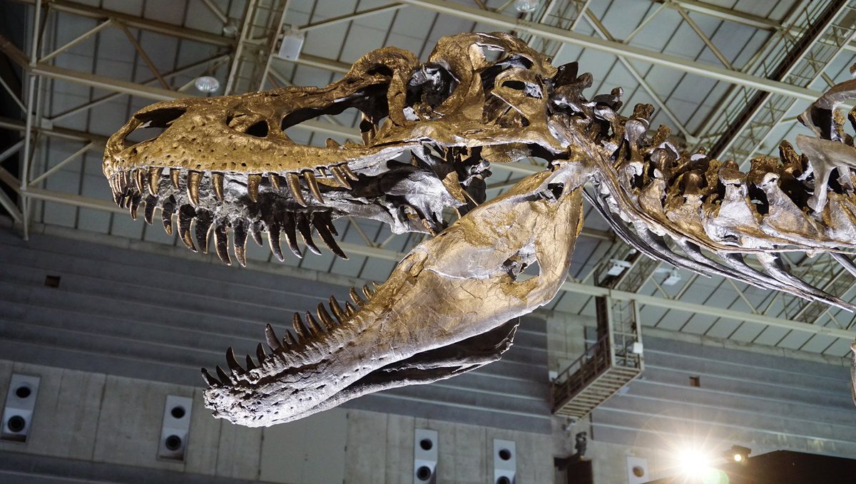 金曜日だから化石貼る