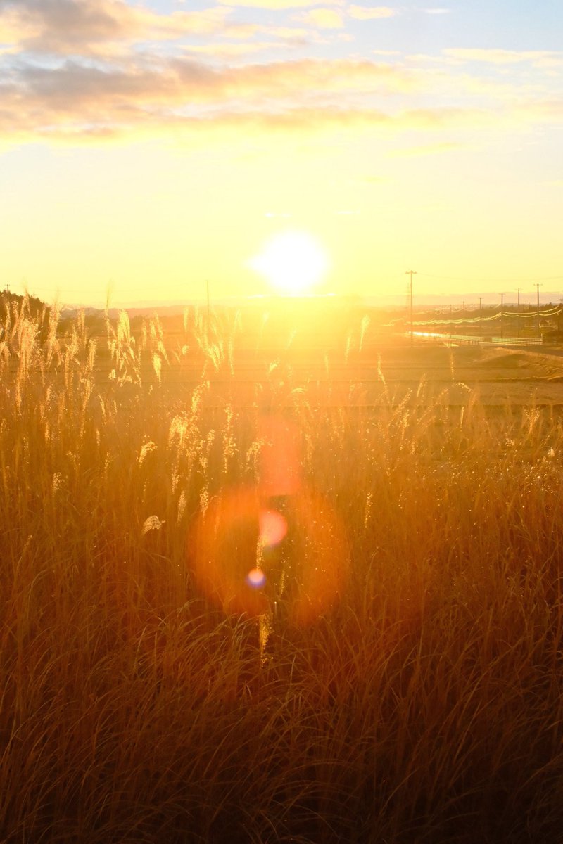 小品皐月　太幹日光　11.27撮影 小品皐月 太幹日光 11.27撮影 小品皐月 太幹日光 11.27撮影 - メルカリ