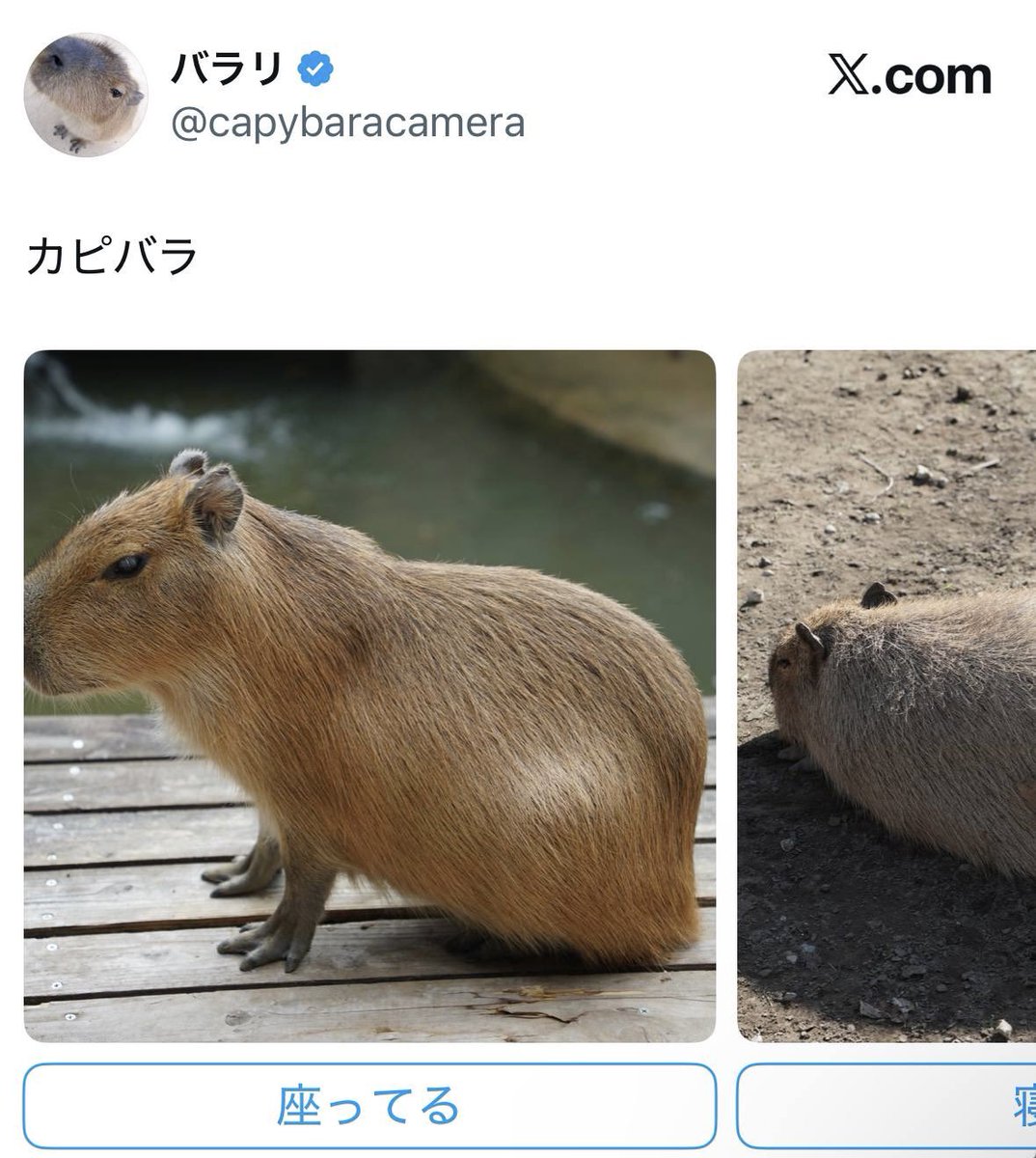 カピバラ　リル バラリ (@capybaracamera) / Posts / X