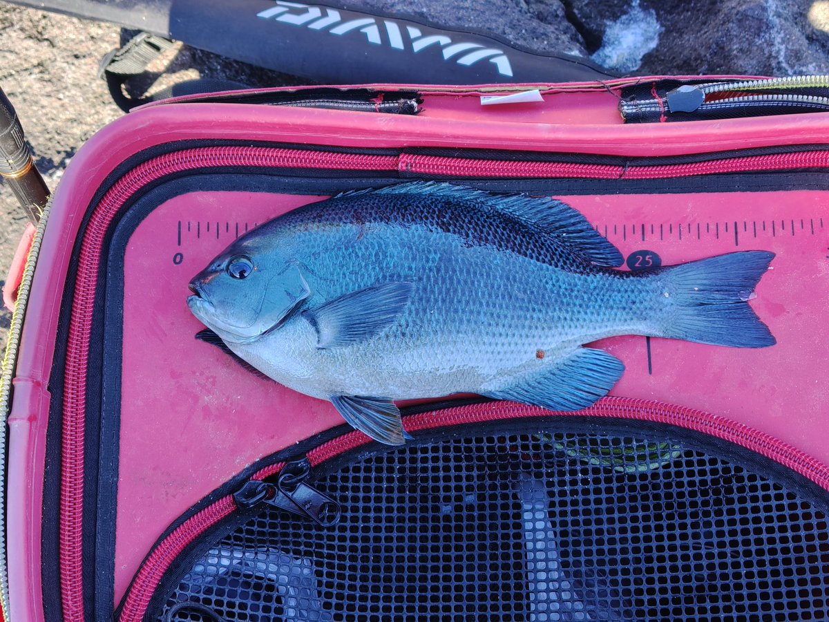 寒いので、昼から近場の真鶴新規開拓

予報通り風が正面からでコマセが飛ぼない＆ザブザブ😢

夕方は、西日でウキが見えない

三重苦だが、何とか尾長とクチブト

真鶴では楽な場所だったので、今度はもう少し条件のよい時に再挑戦