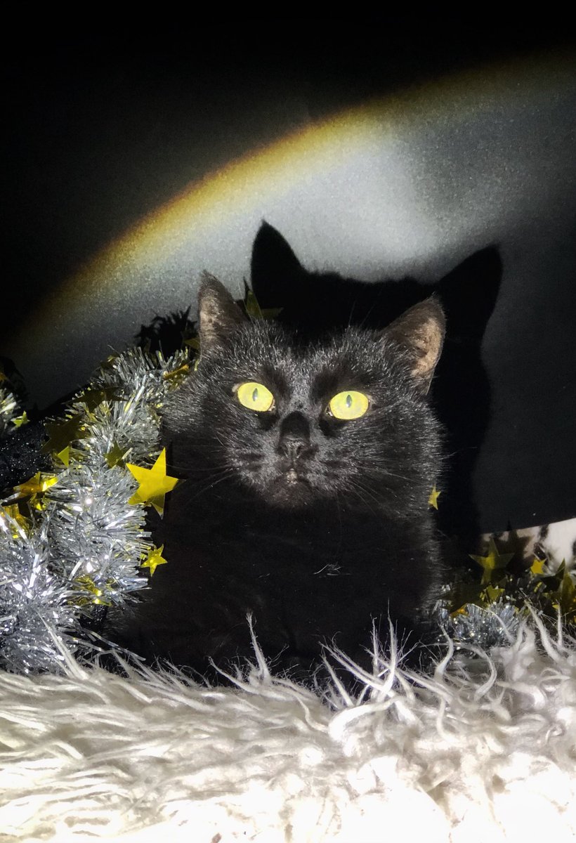 Муся - спокойная чёрная красавица, которая ищет уютный дом💚🙏
СПб, БФ «Убежище»
+7-906-259-34-88
#муся_убежище