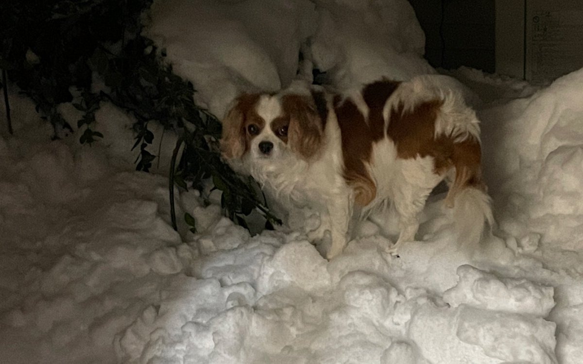 nacco4's tweet photo. 久しぶりにジャンジャン降っている。
ももちゃんが生きていたら、喜んでラッセルして雪を楽しんでいただろう。 https://t.co/PaCueJPJoZ