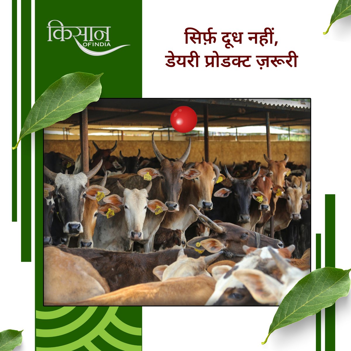 KisanofIndia's tweet image. भारत में दूध उत्पादन तेजी से बढ़ रहा है, लेकिन असली मुनाफ़ा डेयरी प्रोडक्ट बेचने से मिलेगा। दही, घी और मक्खन को लोकल ब्रांड बनाकर पैकेजिंग के साथ बेचने से डिमांड और आमदनी दोनों बढ़ाई जा सकती हैं।

#Kisanofindia #Agriculture #DairyIndustry #MilkProduction #DairyBusiness