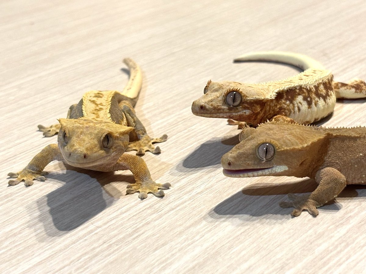 りょー❄︎ tweet media