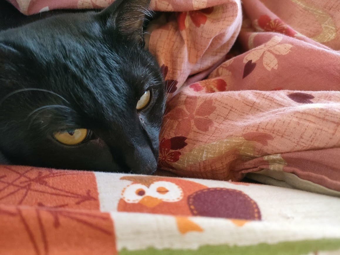 Snow_Halcon's tweet photo. いつまでも
潜ってばかりいられない
頭寒足熱
まずはそこから

#猫 ＃短歌 #猫のいる暮らし https://t.co/tSWZ31GIxJ