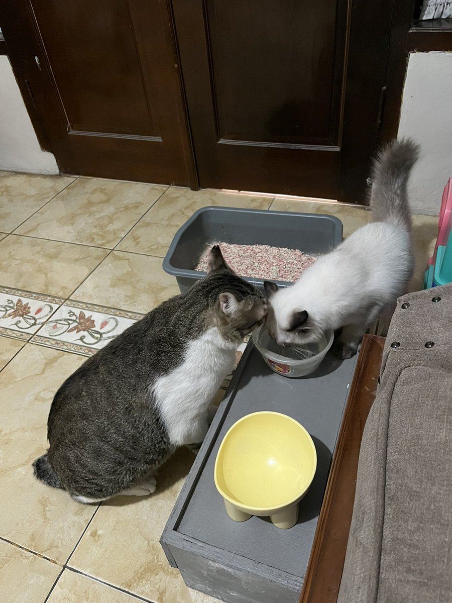 apasihhh semua semua kok barengan😣🤭