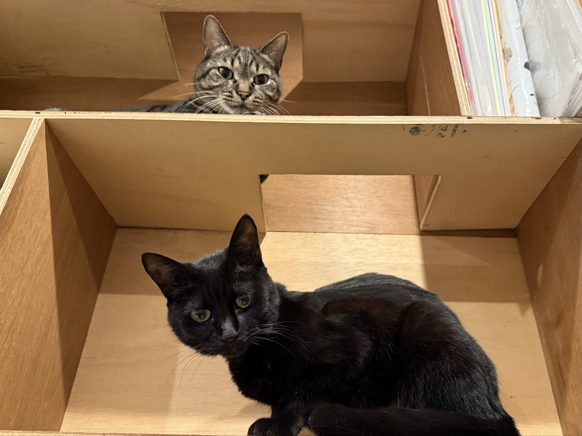 金　設計・施工 #浜松市 #動物病院 行動診療科 #猫リフォーム #犬リフォーム 現場

土　#大田区 新規 #猫シッター 打合せ

日　#保護猫 シェルターまるねこ開放日

月　#猫との住まい オンライン打合せ

火　#愛玩動物看護師 動物病院 勤務

水　外出なし

木　動物病院 勤務

写真はうちのしま、くろ