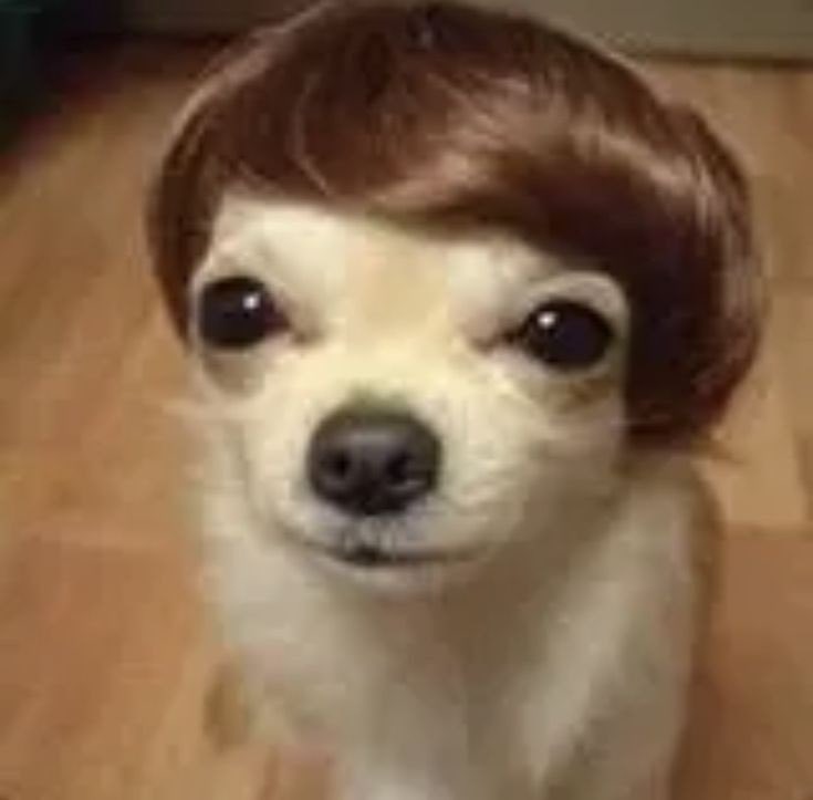 youngang tweet media