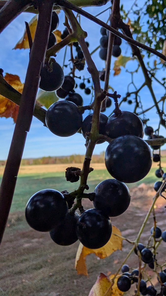 #AlphabetChallenge
#WeekCforCloseUp 

Close up to some wild grapes