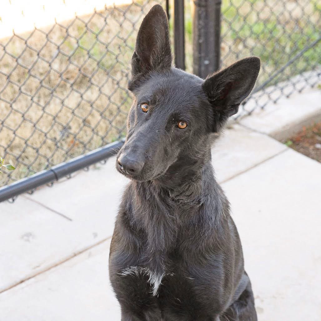 DougJoyce77's tweet image. Friday, January 23, 2026

Happy Friday morning!😊

The SNOWY❄️⛄️ weekend is a few hours away !👍👍

Adopting a rescue dog🐾🐾❤️ is TOTALLY awesome👍👍🙌 and fostering a rescue dog🐾🐾💕is EXTREMELY cool👍👍😎.

Please🙏 contact your local dog🐾🐾 rescue, THIS MORNING and apply to…