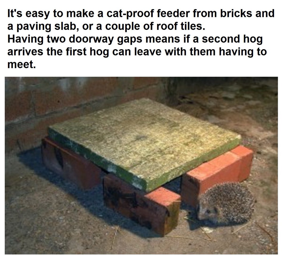 4. You may not know that hedgehogs visit your garden, so please clean up spilled bird food before dusk and put out a dish of dry cat food, just in case. 
That small effort and tiny cost may seem like nothing much to you, but it could mean the whole world to a starving hedgehog.