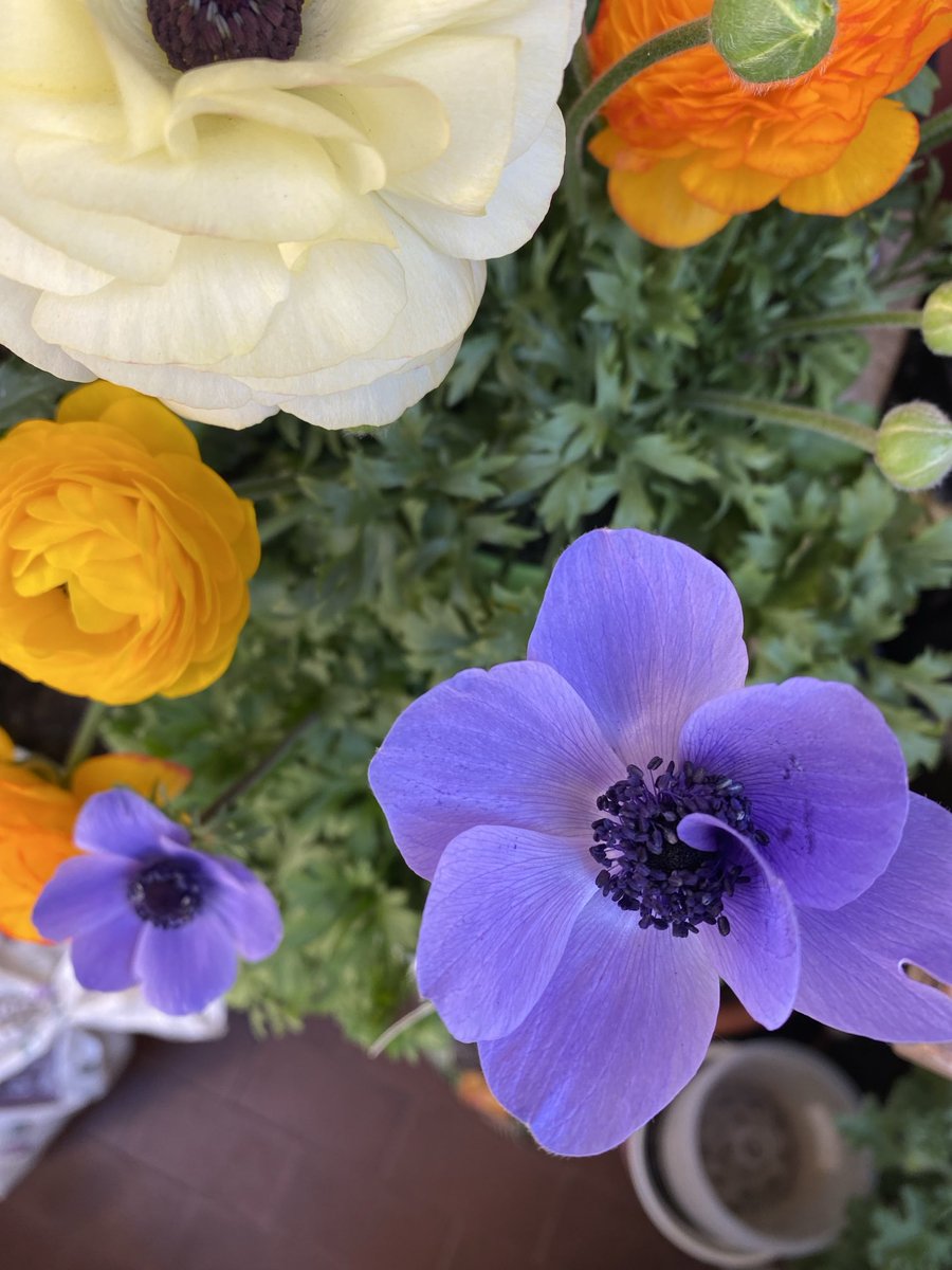 marisa biancotti tweet media