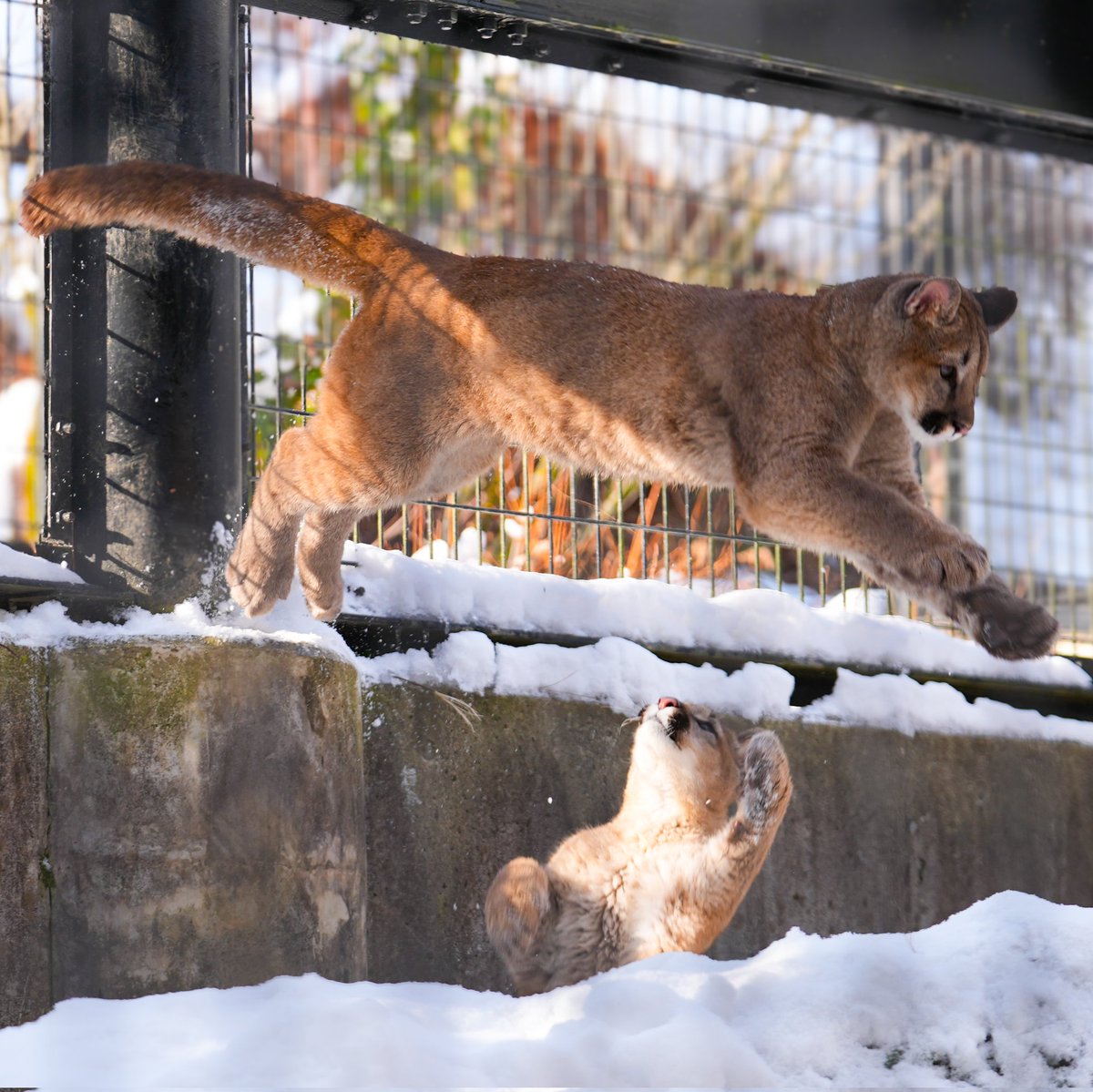 ヨッシー (@yoshi_s05) / Posts / X