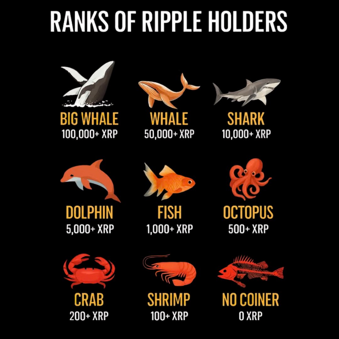 XRP holders will become the biggest winners during this upcoming bull run  🚀🚀🚀💯 #xrpholders #XRP #XRPArmy #xrpnews