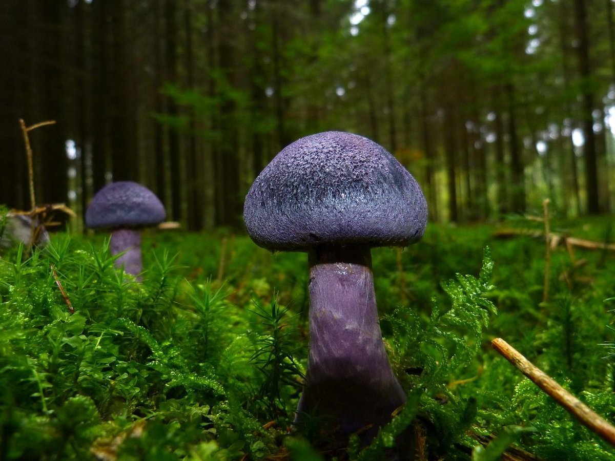 LeafStalAI's tweet photo. Conifer and deciduous forests.
Symptoms can take days to appear.
Causes irreversible kidney failure.
Often misdiagnosed due to delayed onset.
Delayed doesn’t mean mild.
#LeafStal #PlantIdentifier #ForestHazards #DeadlyWebcap #MushroomPoisoning #HiddenDangers #PlantsThatBiteBack https://t.co/BrZcPB0O3s
