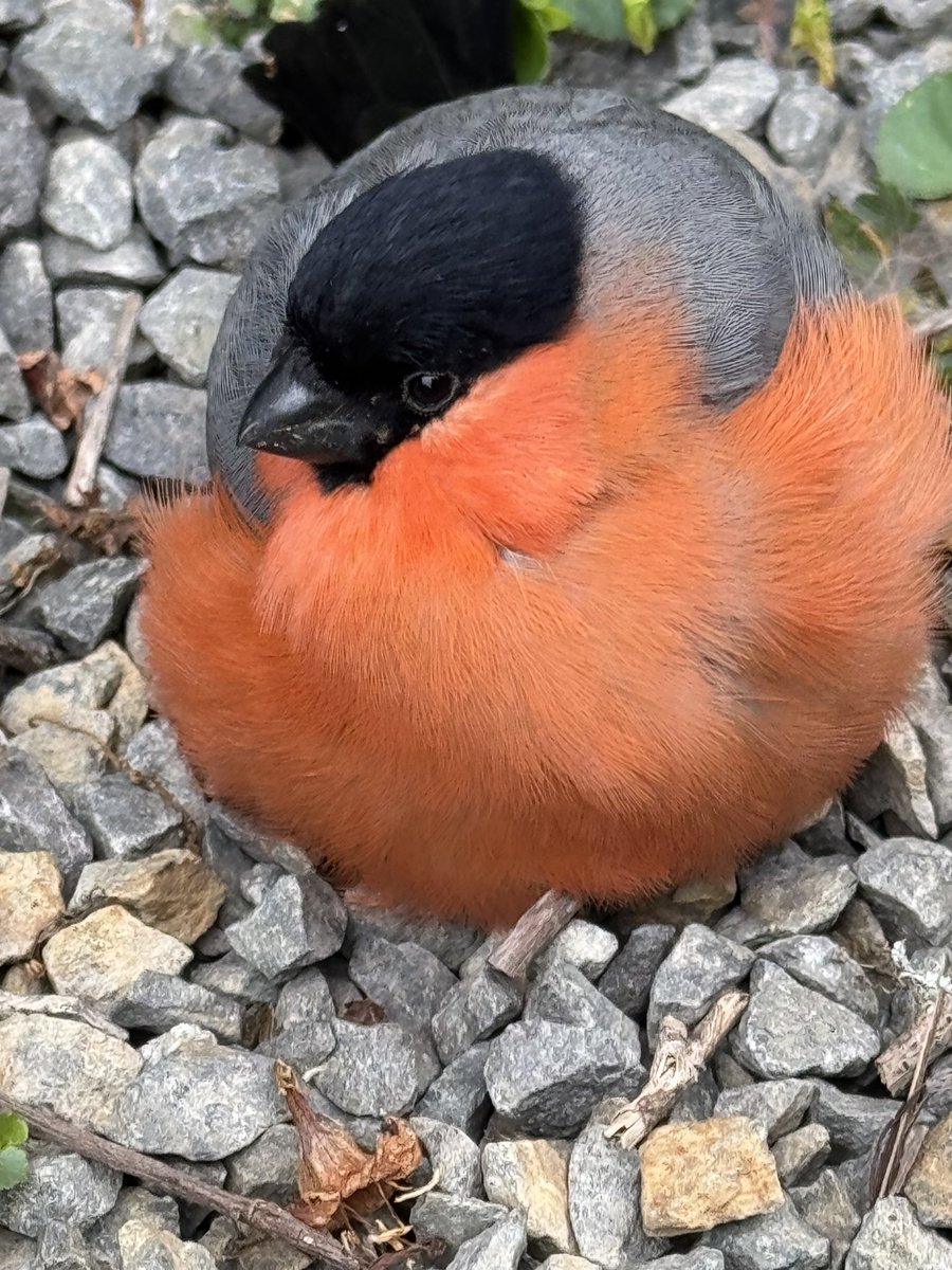 Steve&Kim tweet media