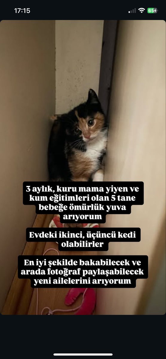 tuceoverdose's tweet photo. @iryatr Manisa-İzmir’de dişi ve erkek 3 aylık yavrularımız var. Sarman, smokin ve calico türlerinde 3 yavruya yuva arıyoruz. Bilgi için yazabilirsiniz #kedisahiplendirme #kedi https://t.co/WMyBwAfh0y