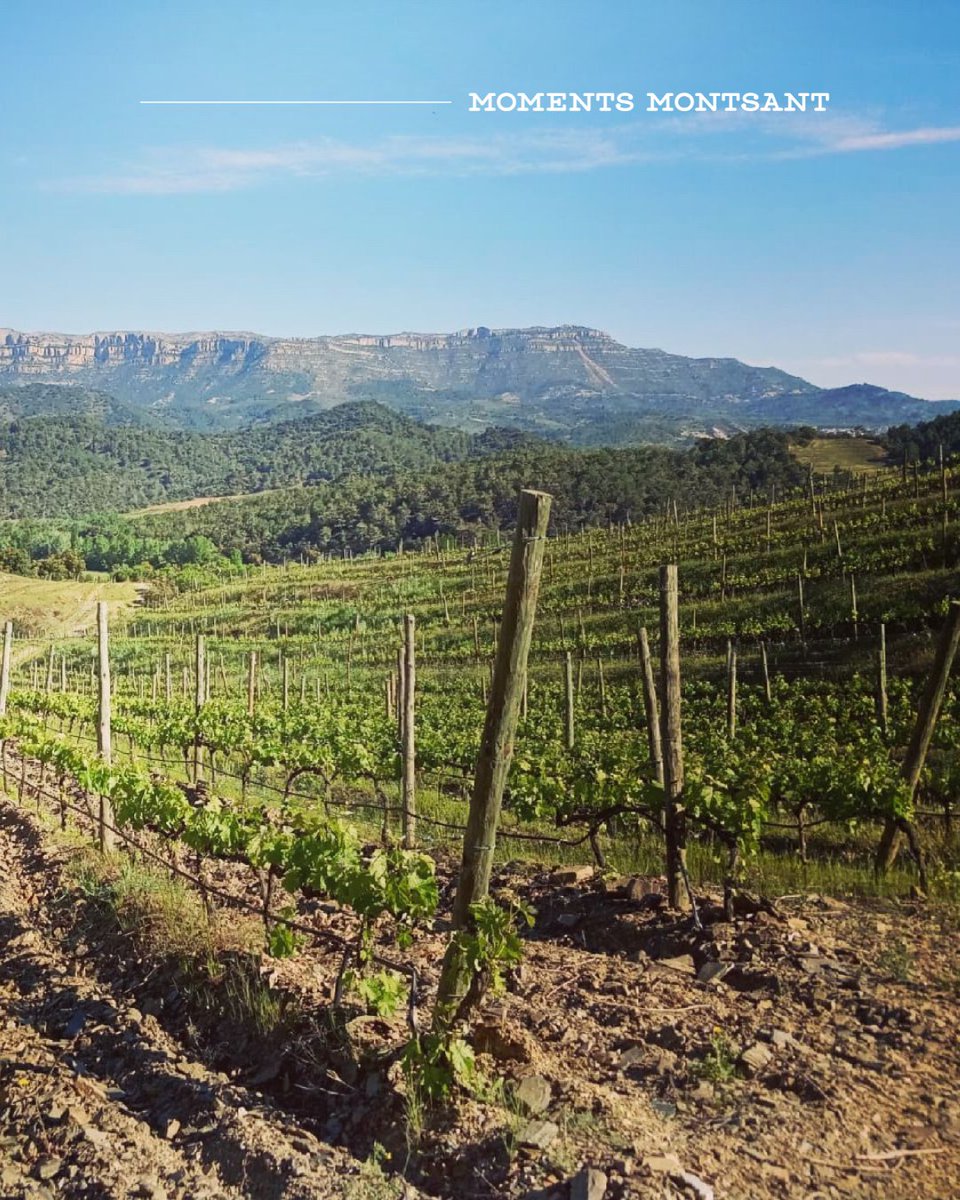 domontsant tweet media