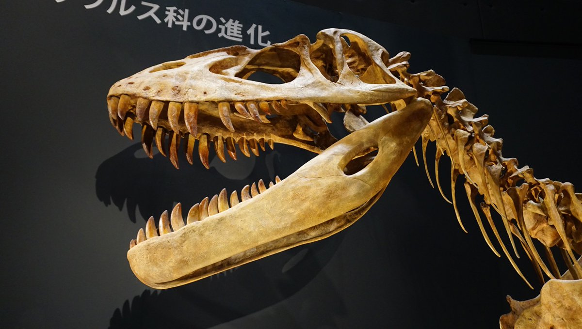 金曜日だから化石貼る