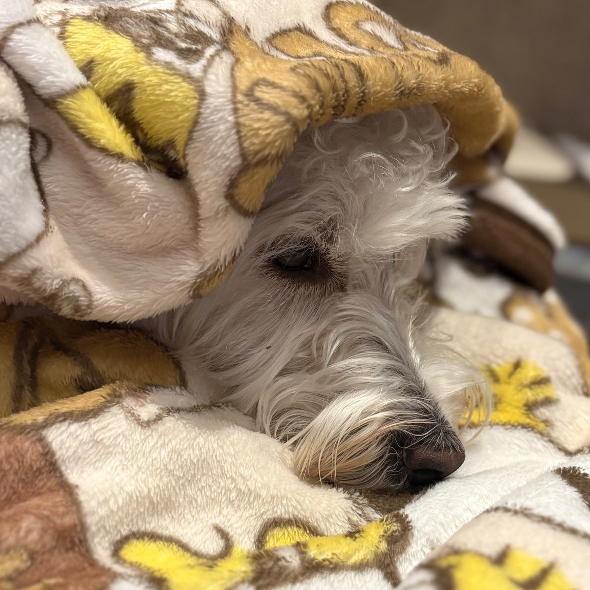 PosSamui's tweet image. 