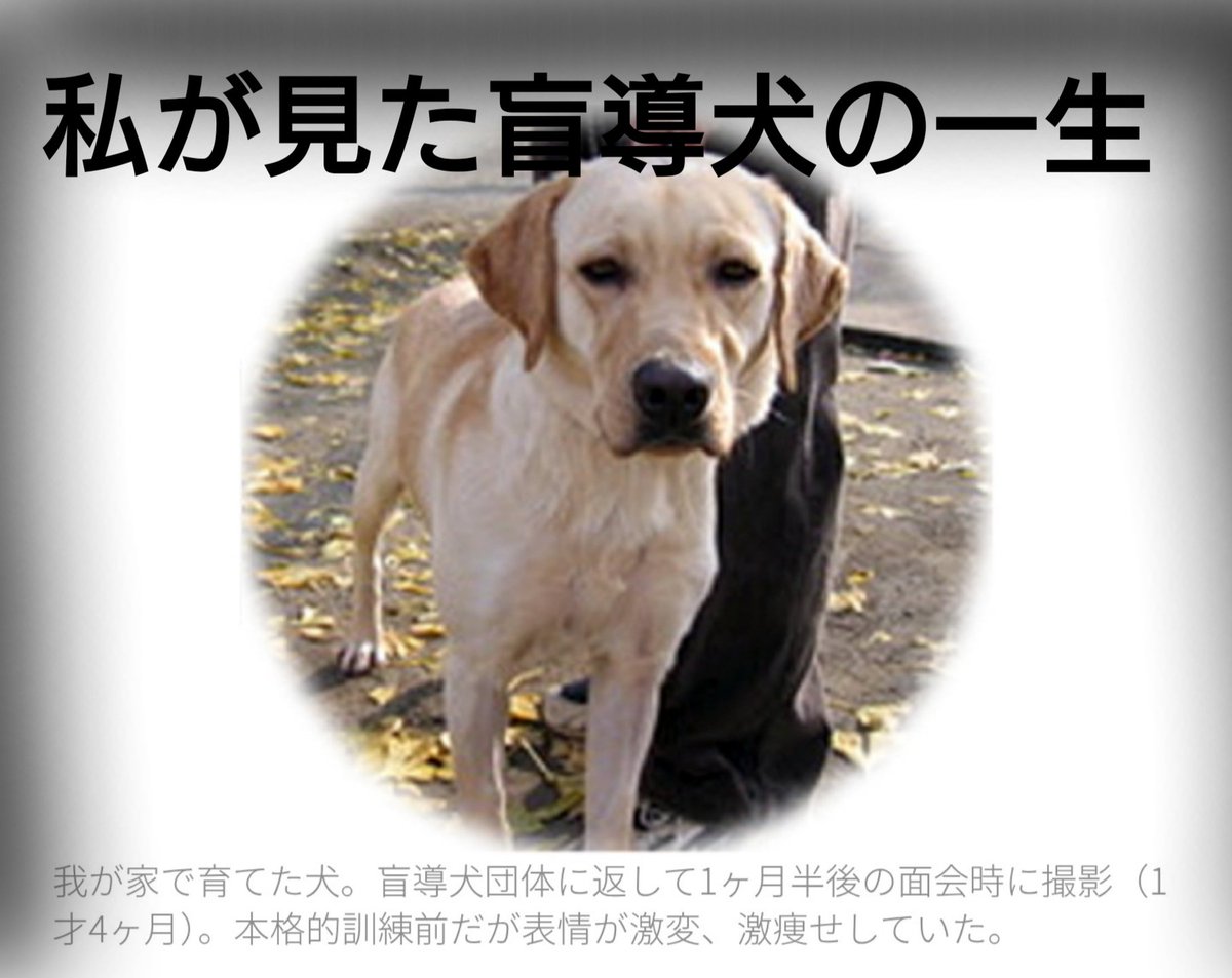 sonnyaonnyanko's tweet photo. 盲導犬制度の廃止を訴えると

視覚障害者の自由を奪うのか！
障害者の事も考えろ！

と言う あなたは障害者の事を
どれだけ考えてますか？

ガイドヘルパーのボラしてますか？
障害者に尽くして
人生犠牲にしてますか？

自分がしたくない事犬にさせて
自由も奪って よく言うよ https://t.co/vosG9UYFGk